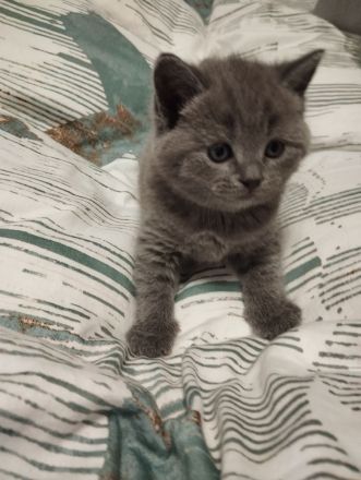Bkh Kitten verschiedene Farben