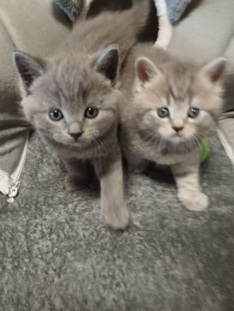 Bkh Kitten verschiedene Farben