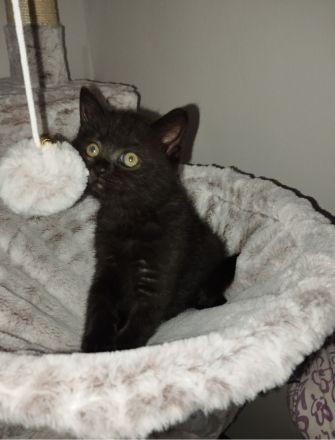 Bkh Kitten verschiedene Farben