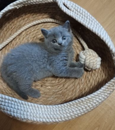 Bkh Kitten verschiedene Farben