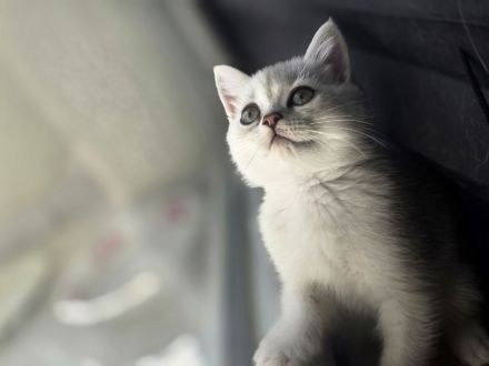 BKH Kitten