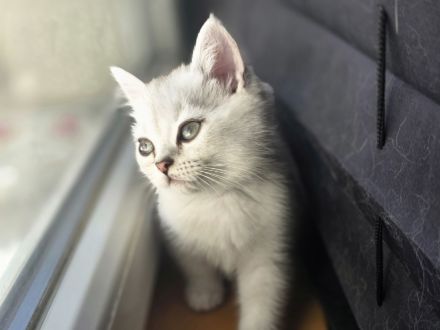 BKH Kitten