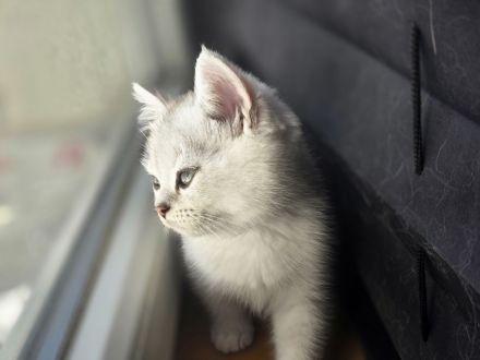 BKH Kitten
