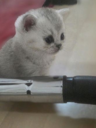 BKH Kitten