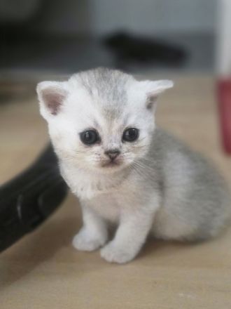 BKH Kitten