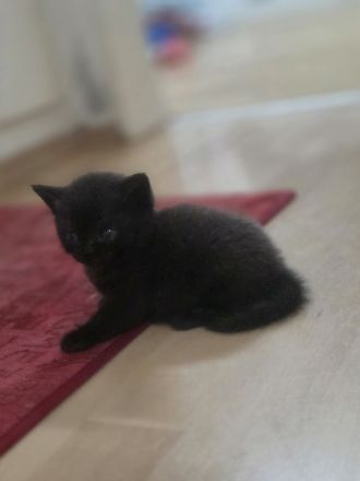 BKH Kitten