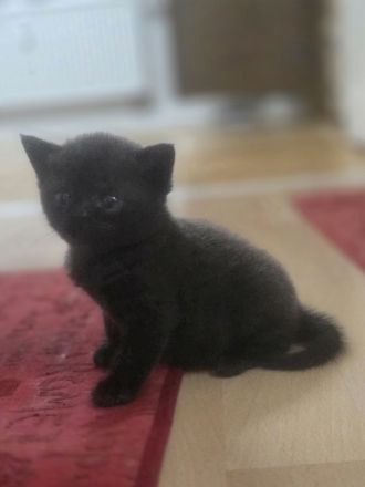 BKH Kitten