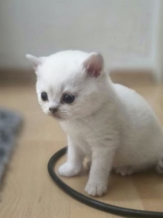 BKH Kitten