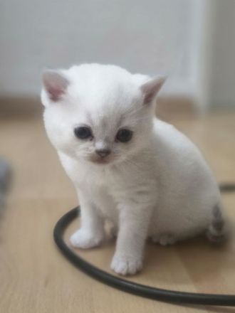 BKH Kitten