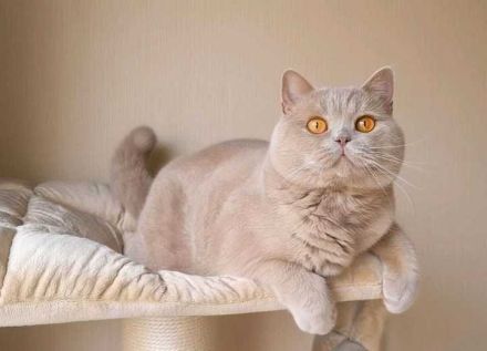 BKH Deckkater mit STB