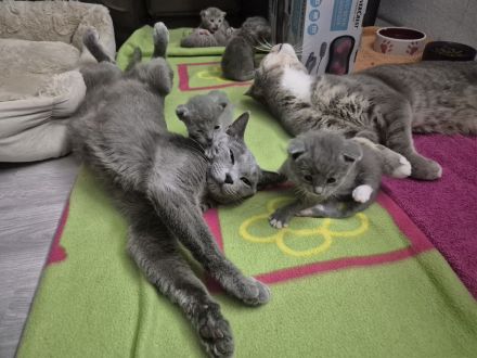🐾 Liebevolle Russisch-Blau-Mix-Kitten suchen ihr Für-Immer-Zuhause 🐾