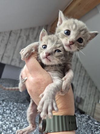 🐾 Liebevolle Russisch-Blau-Mix-Kitten suchen ihr Für-Immer-Zuhause 🐾