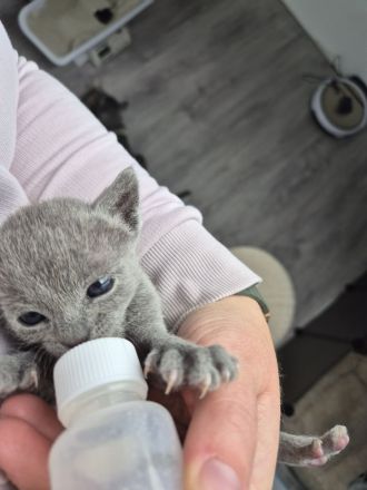 🐾 Liebevolle Russisch-Blau-Mix-Kitten suchen ihr Für-Immer-Zuhause 🐾