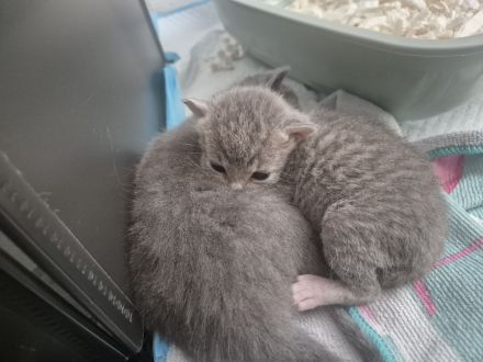 🐾 Liebevolle Russisch-Blau-Mix-Kitten suchen ihr Für-Immer-Zuhause 🐾
