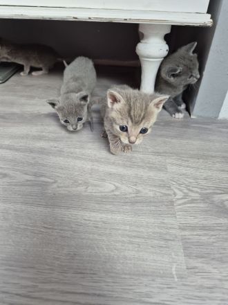 🐾 Liebevolle Russisch-Blau-Mix-Kitten suchen ihr Für-Immer-Zuhause 🐾