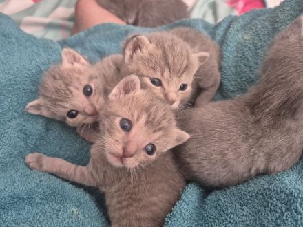 🐾 Liebevolle Russisch-Blau-Mix-Kitten suchen ihr Für-Immer-Zuhause 🐾