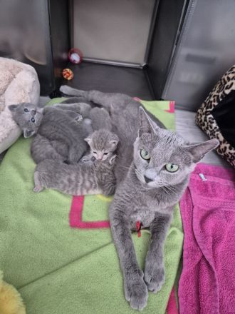 🐾 Liebevolle Russisch-Blau-Mix-Kitten suchen ihr Für-Immer-Zuhause 🐾