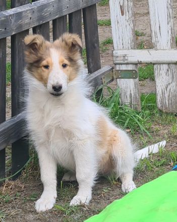 Finley - wunderschöner weißer Collie Welpe mit Ahnentafel sucht sein Traumzuhause