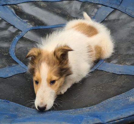 Finley - wunderschöner weißer Collie Welpe mit Ahnentafel sucht sein Traumzuhause