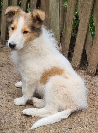 Finley - wunderschöner weißer Collie Welpe mit Ahnentafel sucht sein Traumzuhause