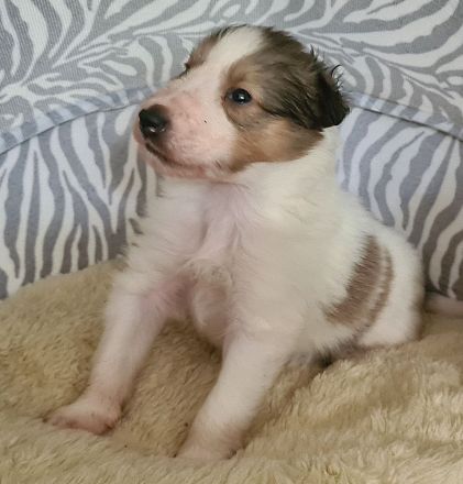 Finley - wunderschöner weißer Collie Welpe mit Ahnentafel sucht sein Traumzuhause
