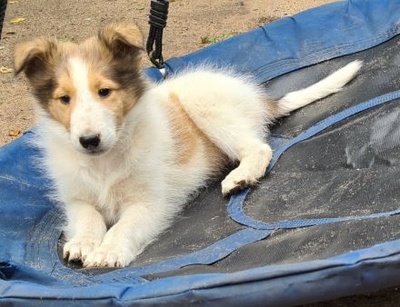 Finley - wunderschöner weißer Collie Welpe mit Ahnentafel sucht sein Traumzuhause