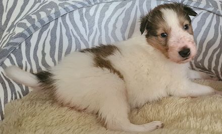 Finley - wunderschöner weißer Collie Welpe mit Ahnentafel sucht sein Traumzuhause