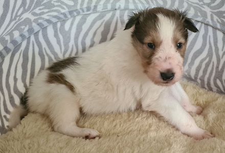 Finley - wunderschöner weißer Collie Welpe mit Ahnentafel sucht sein Traumzuhause