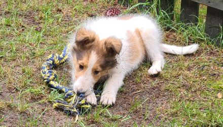 Finley - wunderschöner weißer Collie Welpe mit Ahnentafel sucht sein Traumzuhause