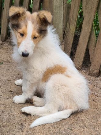 Finley - wunderschöner weißer Collie Welpe mit Ahnentafel sucht sein Traumzuhause