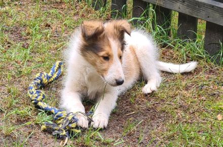 Finley - wunderschöner weißer Collie Welpe mit Ahnentafel sucht sein Traumzuhause