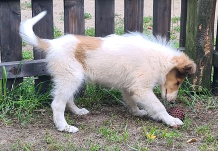 Finley - wunderschöner weißer Collie Welpe mit Ahnentafel sucht sein Traumzuhause