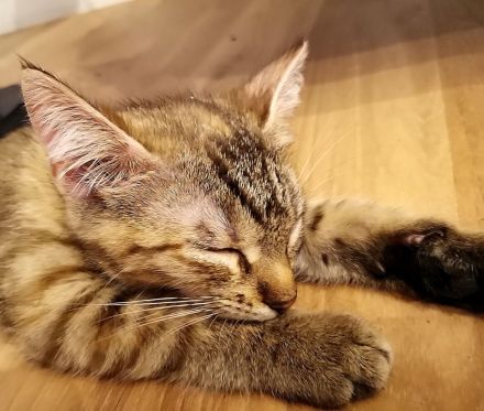 1.2 seltene Torbie Cashmere Bengal Kitten ab Ende Juli in liebevolle Hände abzugeben!