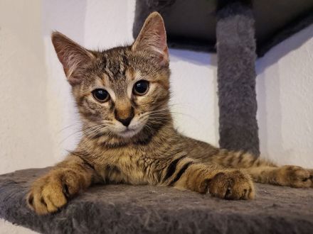 1.2 seltene Torbie Cashmere Bengal Kitten ab Ende Juli in liebevolle Hände abzugeben!