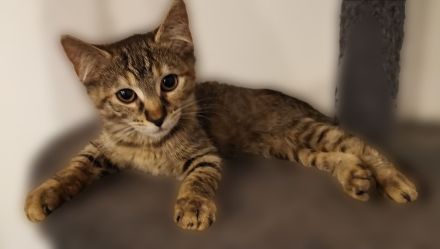 1.2 seltene Torbie Cashmere Bengal Kitten ab Ende Juli in liebevolle Hände abzugeben!