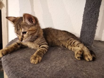 1.2 seltene Torbie Cashmere Bengal Kitten ab Ende Juli in liebevolle Hände abzugeben!