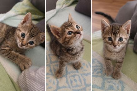 1.2 seltene Torbie Cashmere Bengal Kitten ab Ende Juli in liebevolle Hände abzugeben!
