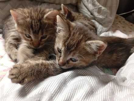 1.2 seltene Torbie Cashmere Bengal Kitten ab Ende Juli in liebevolle Hände abzugeben!