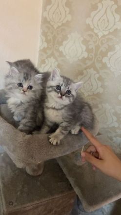 Bkh Kitten
