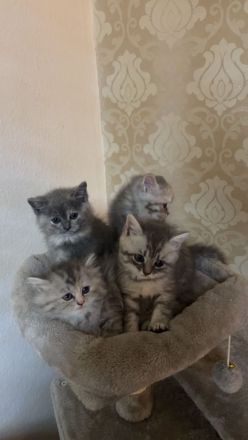 Bkh Kitten