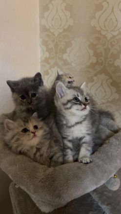 Bkh Kitten