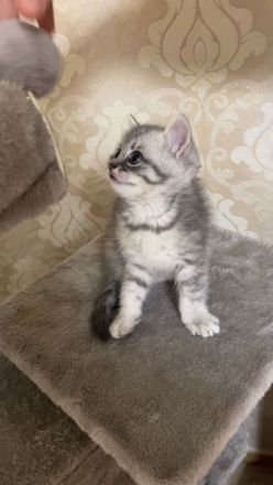 Bkh Kitten