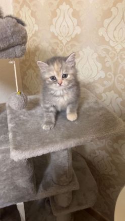 Bkh Kitten