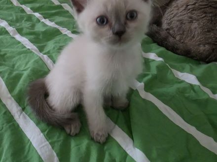 BKH Kitten
