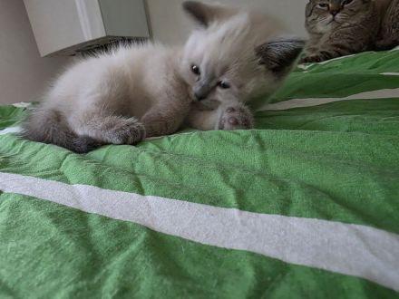 BKH Kitten