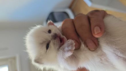 BKH Kitten