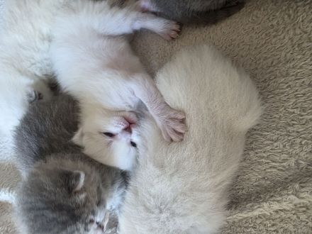 BKH Kitten
