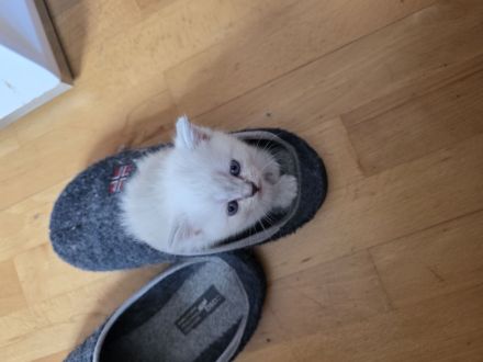 BKH Kitten