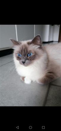 Heilige birma kitten