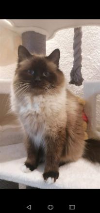 Heilige birma kitten